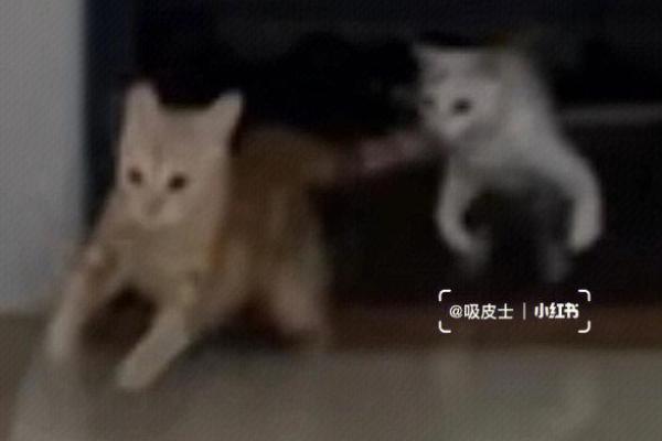 家丑外扬什么生肖(家丑外扬的生肖) 家丑外扬什么生肖(家丑外扬的生肖)