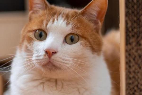 东倒西歪指什么生肖(东倒西歪猜一生肖) 东倒西歪指什么生肖(东倒西歪猜一生肖)