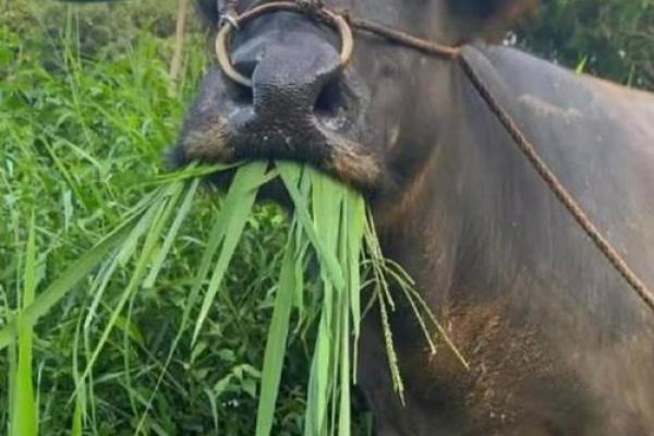 刺激牛牛 刺激牛牛