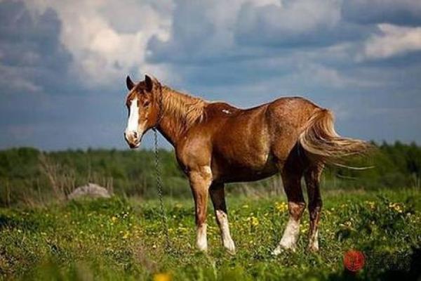 1976年属马的是什么命_1976年属龙的是什么命运 1976年属马的是什么命_1976年属龙的是什么命运