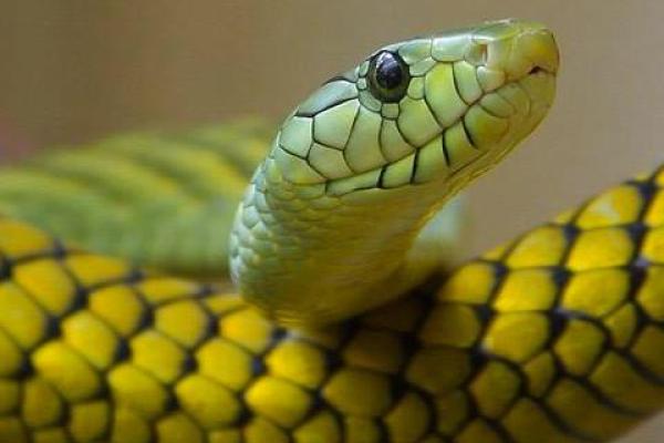 2001年属蛇姻缘在哪年最旺盛_2001年属蛇姻缘最旺盛的年份解析 2001年属蛇姻缘在哪年最旺盛_2001年属蛇姻缘最旺盛的年份解析