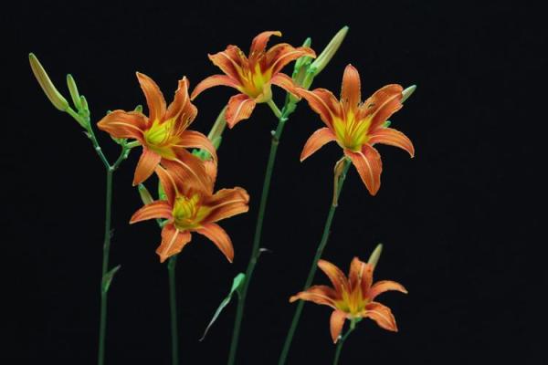 黄花女儿解一生肖(黄花女儿的意思) 黄花女儿解一生肖(黄花女儿的意思)