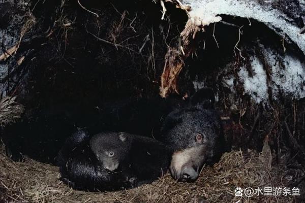 九死一生打一正确生肖(九死一生打一正确生肖和数学) 九死一生打一正确生肖(九死一生打一正确生肖和数学)