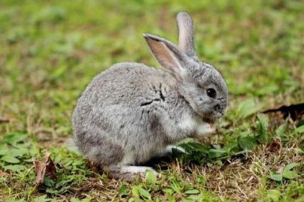 87年属兔38岁有一灾_87年属兔38岁必看如何化解命中一灾 87年属兔38岁有一灾_87年属兔38岁必看如何化解命中一灾