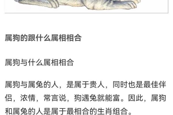 属狗人2025年蛇年全年运势_属兔人2025年虎年全年运势 属狗人2025年蛇年全年运势_属兔人2025年虎年全年运势