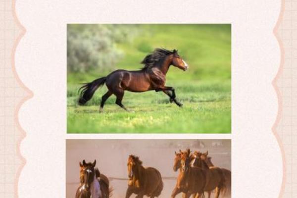 1966属马的女人旺财的微信 1966年属马女性招财秘诀旺财微信风水布局指南 1966属马的女人旺财的微信 1966年属马女性招财秘诀旺财微信风水布局指南