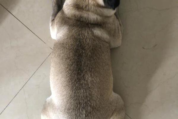 摇头摆尾的动物是什么生肖(摇头摆尾的动物是什么生肖呢) 摇头摆尾的动物是什么生肖(摇头摆尾的动物是什么生肖呢)