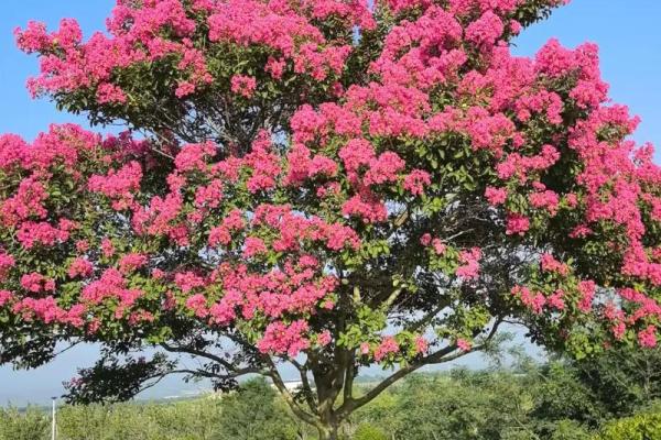 百日红紫薇花期长花色艳的园林瑰宝 百日红紫薇花期长花色艳的园林瑰宝