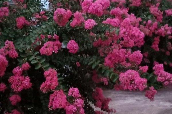 百日红紫薇花期长花色艳的园林瑰宝 百日红紫薇花期长花色艳的园林瑰宝