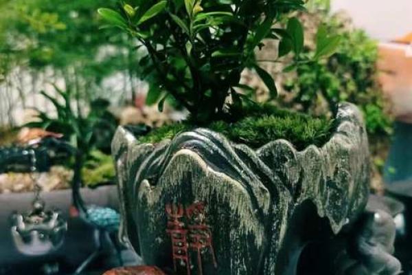 院子里动土有什么讲究(哪些行为算动土)