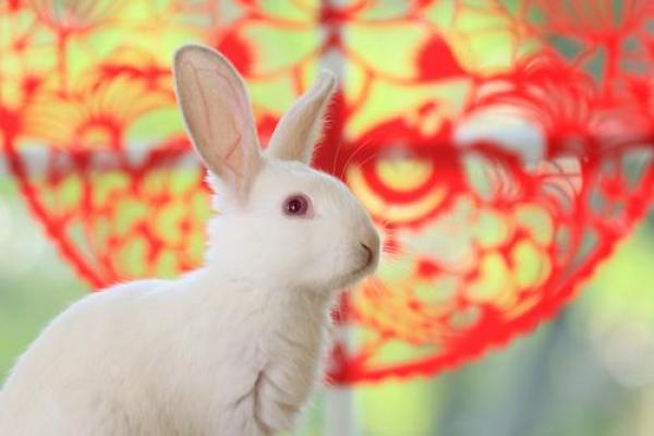 属兔的在2025年的运势好不好呢