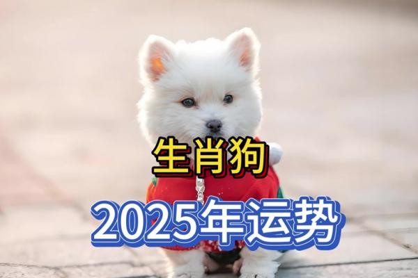 属狗的2025年多少周岁_生肖狗在2025年的运势以及注意月份 属狗的2025年多少周岁_生肖狗在2025年的运势以及注意月份