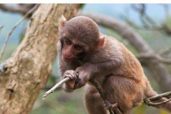 得天独厚的生肖(得天独厚的生肖是什么动物) 得天独厚的生肖(得天独厚的生肖是什么动物)