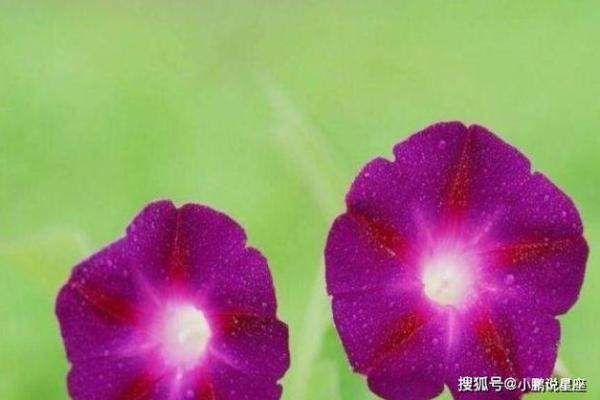 情不自禁打一个生肖(情不自禁打一生肖最佳答案)