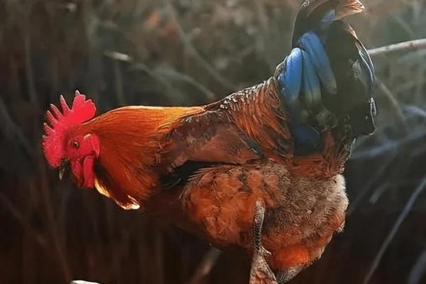 先入为主打一个生肖(先入为主打一个生肖是什么) 先入为主打一个生肖(先入为主打一个生肖是什么)