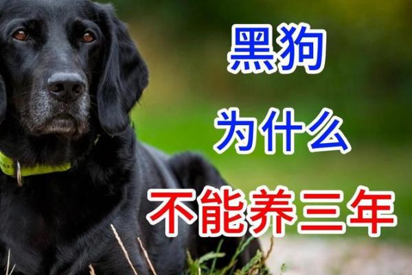 梦见黑狗是什么预兆