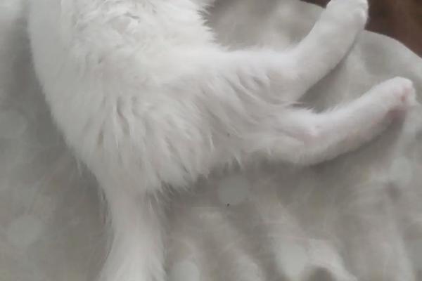 做梦梦见猫是什么征兆