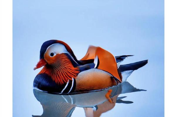 鸳鸯戏水打一个生肖(鸳鸯戏水指什么) 鸳鸯戏水打一个生肖(鸳鸯戏水指什么)
