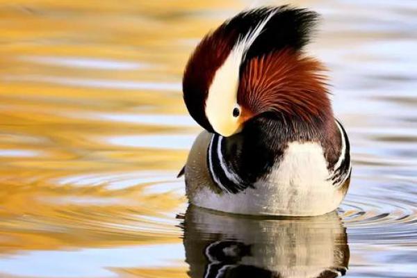 鸳鸯戏水打一个生肖(鸳鸯戏水指什么) 鸳鸯戏水打一个生肖(鸳鸯戏水指什么)
