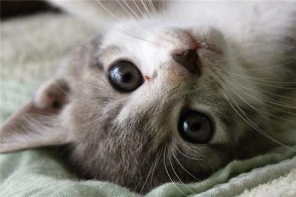 梦见猫咬自己什么预兆