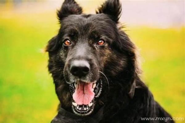 梦见狗追着咬我是什么意思 梦见狗追着咬我是什么意思