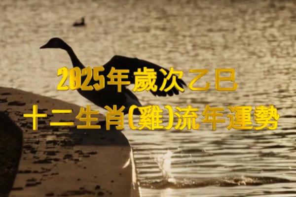 2025年鸡年运势_2025年鸡年运势详解财运事业爱情全解析 2025年鸡年运势_2025年鸡年运势详解财运事业爱情全解析