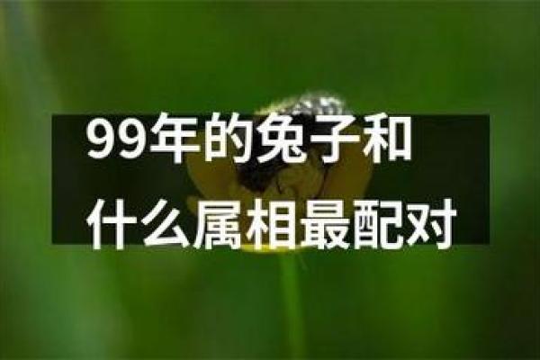 属兔最佳婚配前十名属相揭秘最合拍的生肖配对 属兔最佳婚配前十名属相揭秘最合拍的生肖配对
