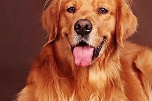 属狗人2025年财运 属狗人2025年财运大揭秘财富运势如何提升 属狗人2025年财运 属狗人2025年财运大揭秘财富运势如何提升