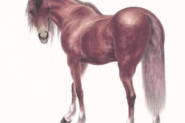 属马在2026年本命年运势如何 2026年属马本命年运势解析及注意事项 属马在2026年本命年运势如何 2026年属马本命年运势解析及注意事项