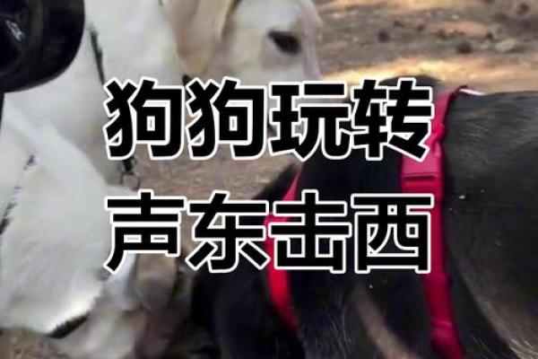 声东击西打一正确生肖动物(声东击西指什么动物生肖) 声东击西打一正确生肖动物(声东击西指什么动物生肖)