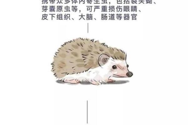 “手无寸铁”打一个生肖动物，手无寸铁打一生肖答案解释释义落实