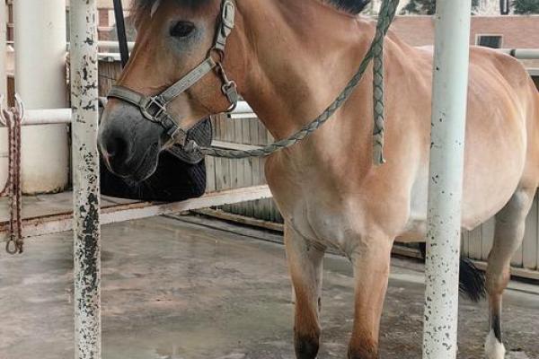 “马马虎虎”指什么生肖,马马答案解释释义落实 “马马虎虎”指什么生肖,马马答案解释释义落实