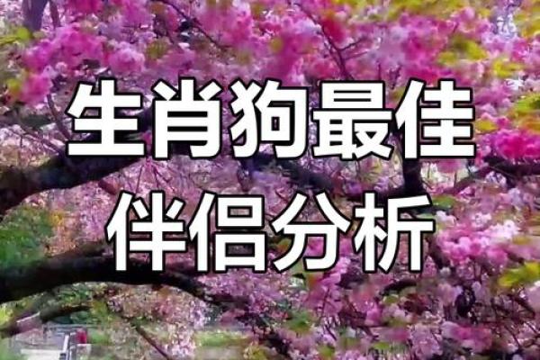 属狗男和属马女婚姻相配吗_90马94狗婚配为大忌 属狗男和属马女婚姻相配吗_90马94狗婚配为大忌