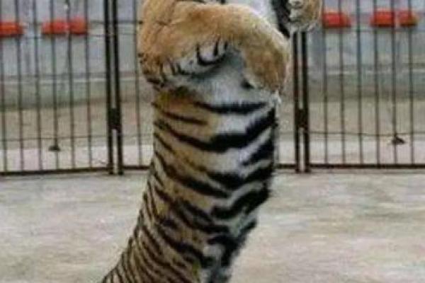 “花拳绣腿是”打一最佳准确生肖，花拳绣腿最佳答案什么动物答案解释释义落实