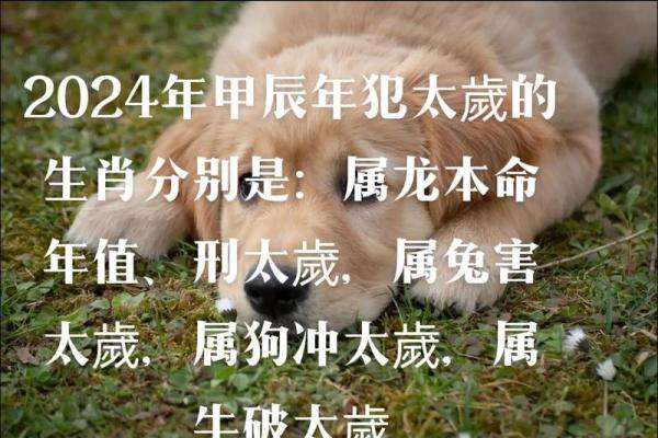 属狗犯太岁年份有哪些_属狗犯太岁年份有哪些属相 属狗犯太岁年份有哪些_属狗犯太岁年份有哪些属相