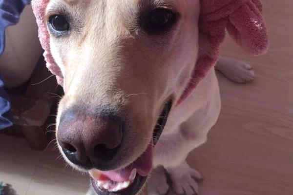 “按兵不动”打一最佳准确生肖,按兵不动是什么生肖答案解释释义落实 “按兵不动”打一最佳准确生肖,按兵不动是什么生肖答案解释释义落实