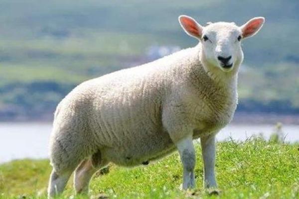 1943属羊多大寿终_1943年属羊人寿命预测多大寿终 1943属羊多大寿终_1943年属羊人寿命预测多大寿终