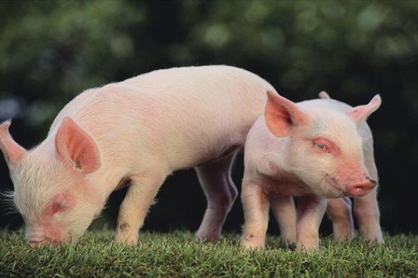 71年属猪51至60岁命运_71年属猪52岁三大坎坷 71年属猪51至60岁命运_71年属猪52岁三大坎坷