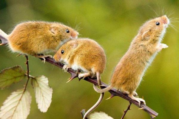 “火烧眉毛”打一正确的生肖,火烧眉毛打一个生肖答案解释释义落实 “火烧眉毛”打一正确的生肖,火烧眉毛打一个生肖答案解释释义落实