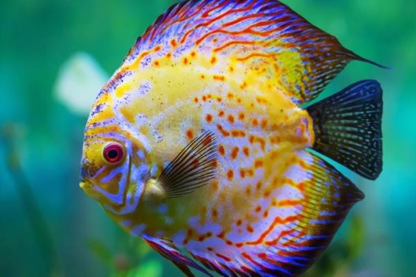 “火烧眉毛”打一正确的生肖,火烧眉毛打一个生肖答案解释释义落实 “火烧眉毛”打一正确的生肖,火烧眉毛打一个生肖答案解释释义落实