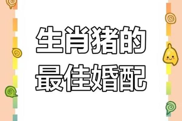 属相猪多大了今年_属相猪多大了今年2024 属相猪多大了今年_属相猪多大了今年2024