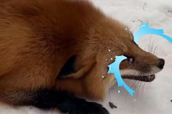 明目张胆打一动物 明目张胆打一动物