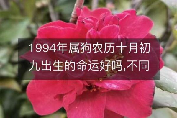 1994年狗是什么命 五行属什么_1994年狗的五行属什么 1994年狗是什么命 五行属什么_1994年狗的五行属什么