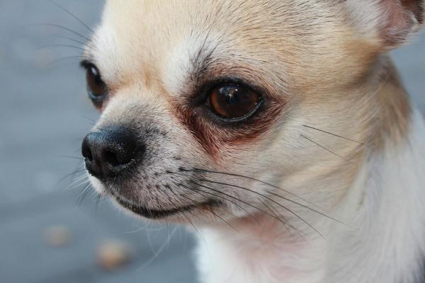 春风拂面是什么生肖 春风拂面是什么生肖