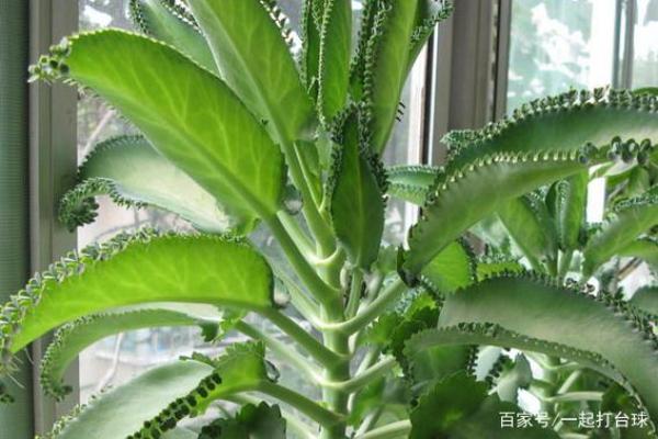 落地生根打一准确生肖 落地生根打一准确生肖