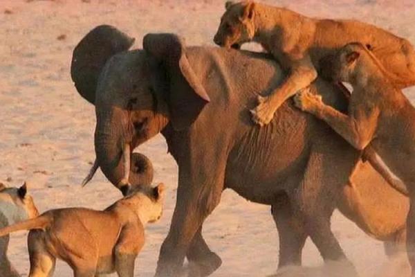 在劫难逃打一动物 在劫难逃打一动物