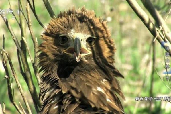 在劫难逃打一动物 在劫难逃打一动物