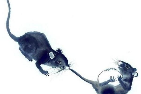 “误入迷津”打一最佳准确生肖,误入迷津是什么生肖答案解释释义落实 “误入迷津”打一最佳准确生肖,误入迷津是什么生肖答案解释释义落实