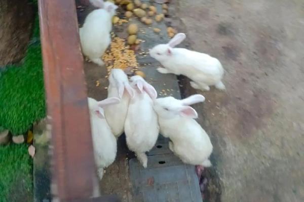 “鸡犬相闻猪有来”打一个生肖动物,鸡犬相闻打一个生肖答案解释释义落实 “鸡犬相闻猪有来”打一个生肖动物,鸡犬相闻打一个生肖答案解释释义落实