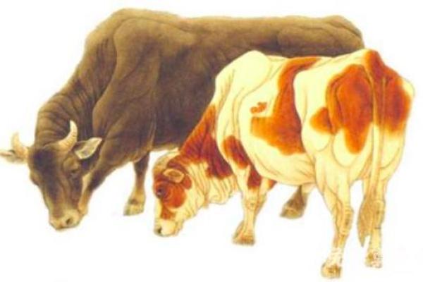 属羊与属牛婚配好不好_属羊和属牛婚姻相配吗 属羊与属牛婚配好不好_属羊和属牛婚姻相配吗